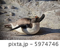 イワトビペンギン 5974746