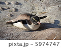 イワトビペンギン 5974747