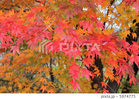 紅葉 5974775