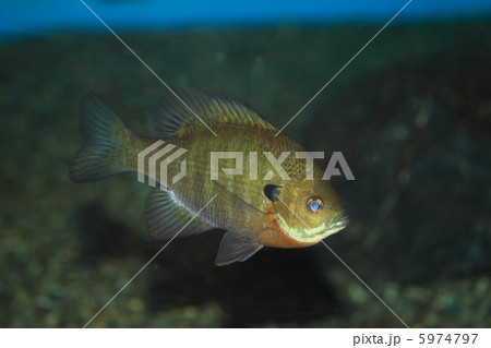 ブルーギル ブルーギル 5974797