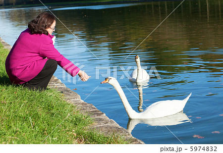 Woman in park feeding a swan Woman in park feeding a swan 5974832