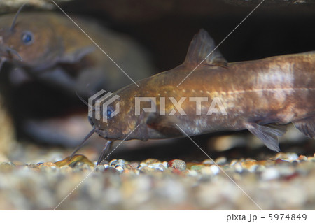 ネコギギ ネコギギ 5974849