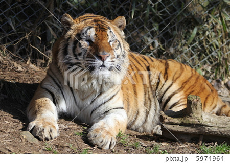 秋吉台サファリの虎 5974964