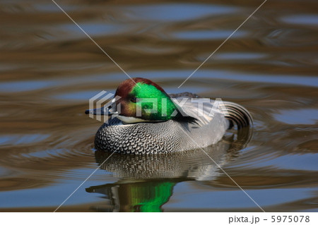 ヨシガモ 5975078