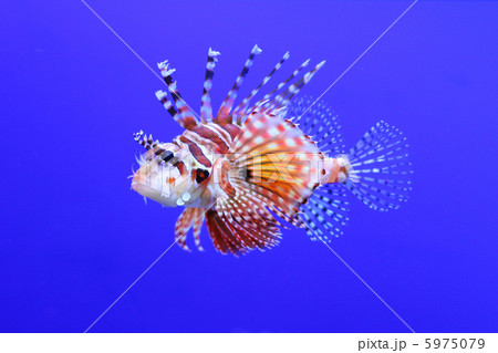 魚 5975079