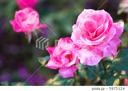 薔薇 フラワー・ガール 薔薇 フラワー・ガール 5975124