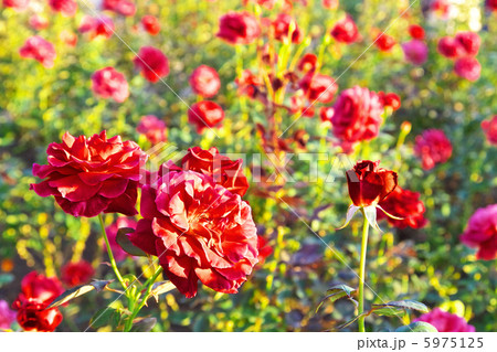 薔薇　ポリネシアン・サンセット 5975125