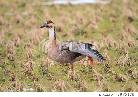 サカツラガン 5975179