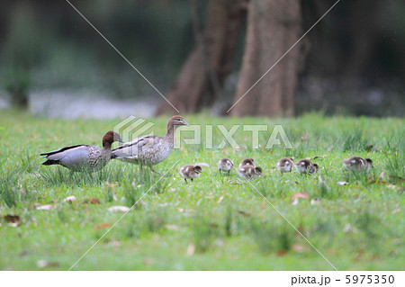 タテガミガン 5975350