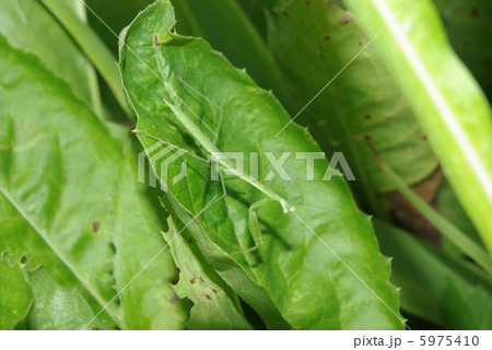 カマキリ 5975410