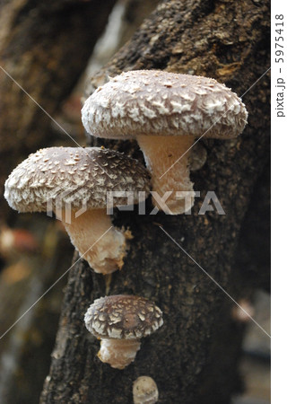 しいたけ 5975418