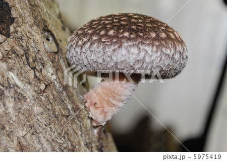 しいたけ 5975419