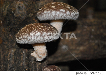 しいたけ 5975420