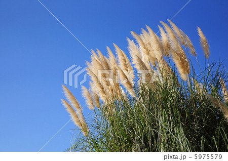 風になびくパンパスグラスと秋晴れの青空 5975579