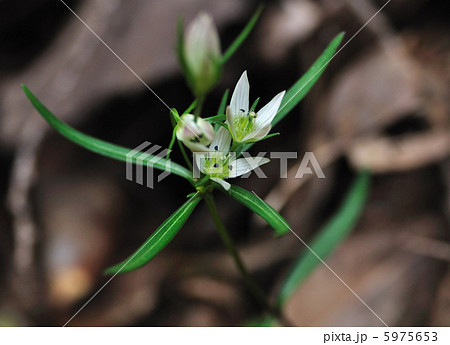 漢方薬 千振 漢方薬 千振 5975653