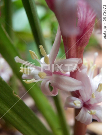 キチジョウソウ 5975673