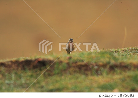 ウスベニタヒバリ ウスベニタヒバリ 5975692