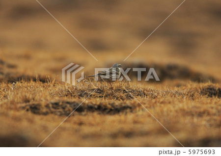 ウスベニタヒバリ 5975693