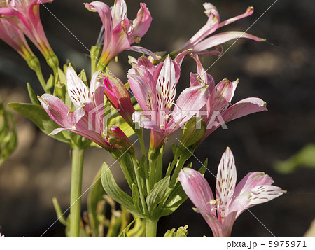 アルストロメリアの花 5975971