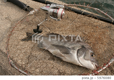 チヌ チヌ 5976080