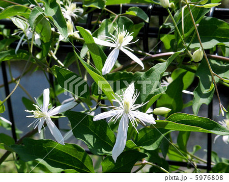 センニンソウ／浅川 5976808