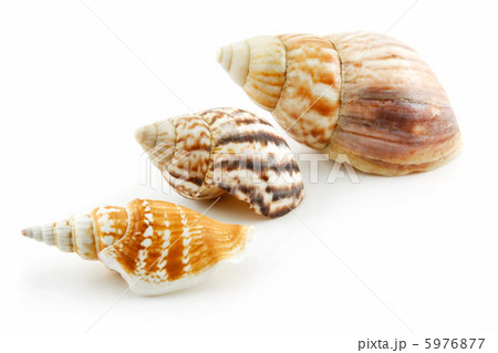 Collection of Seashells Scallop Isolated on White 5976877