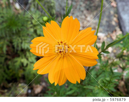 キバナコスモス／浅川 5976879