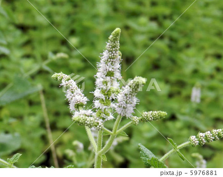 ハッカ(アップルミント)の花/浅川 ハッカ(アップルミント)の花/浅川 5976881