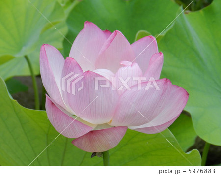 ハスの花／駒木野庭園 5976883