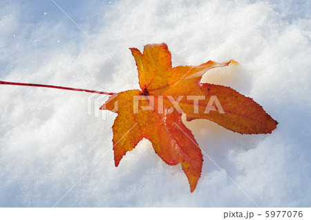落ち葉 5977076