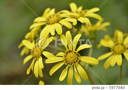 ツワブキ 5977080