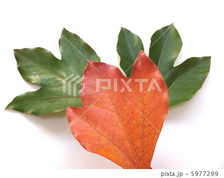 紅葉したカクレミノの葉 5977299