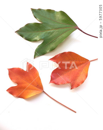 紅葉したカクレミノの葉 紅葉したカクレミノの葉 5977305