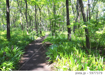 新緑 5977379