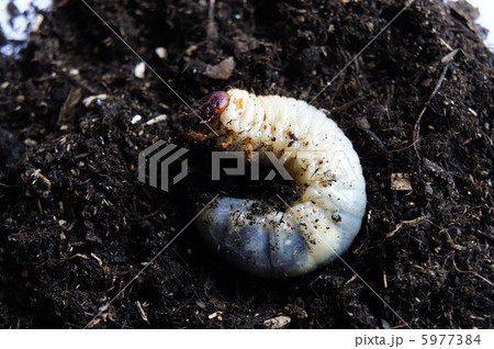 カブト虫の幼虫 5977384