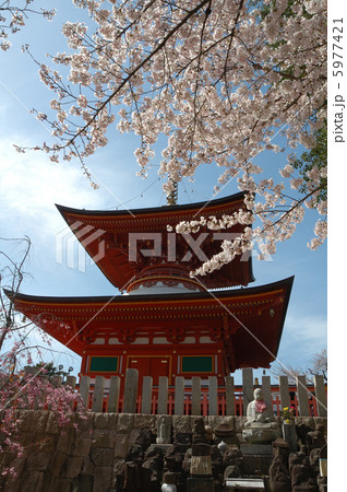 久米田寺の桜 5977421