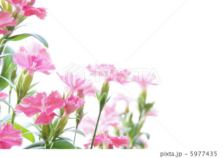 ナデシコの花 5977435