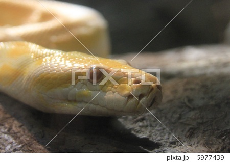 ビルマニシキヘビ アルビノ の写真素材