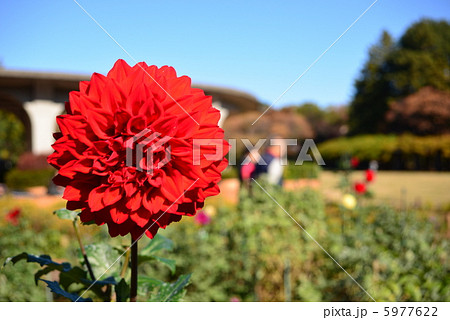 公園のダリア 5977622