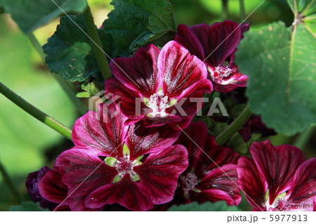 マロウ マロウ 5977913