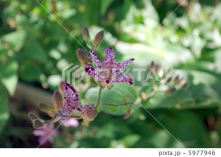 ホトトギス 5977946