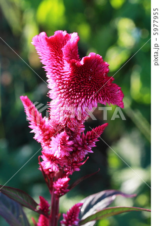 ケイトウ ケイトウ 5977955