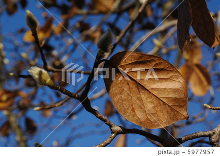 木の葉 5977957
