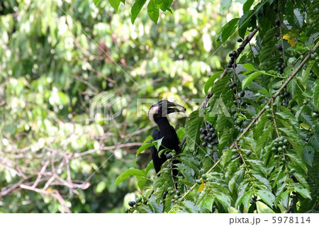 Asian Black Hornbill （クロサイチョウ） 5978114