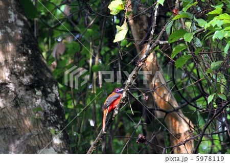 Diard's Trogon （バラエリキヌバネドリ） 5978119
