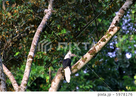 White-crowned Hornbill (シロクロサイチョウ) White-crowned Hornbill (シロクロサイチョウ) 5978176