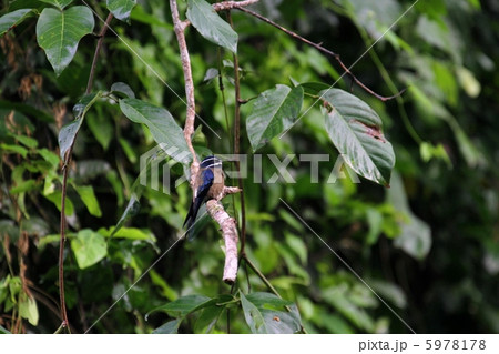 Whiskered Treeswift （コシラヒゲカンムリアマツバメ） 5978178