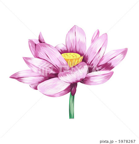 Jppngmuryotfbgr 完了しました 蓮の花 イラスト 綺麗 蓮の花 イラスト 綺麗
