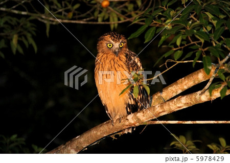 Buffy Fish Owl （マレーウオミミズク） 5978429