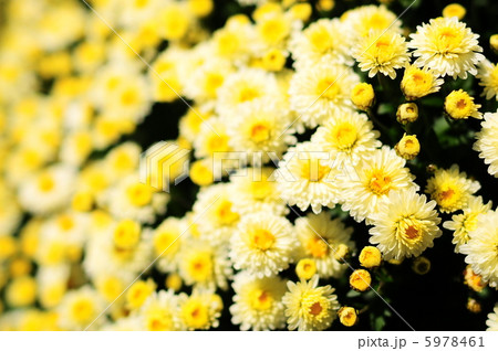 ざる菊 ざる菊 5978461